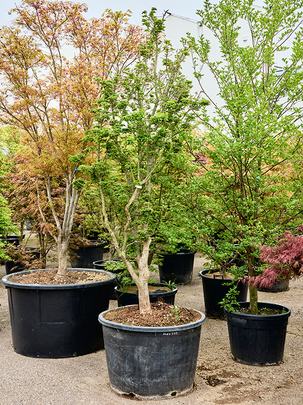 Acer pal. 'Shishigashira'