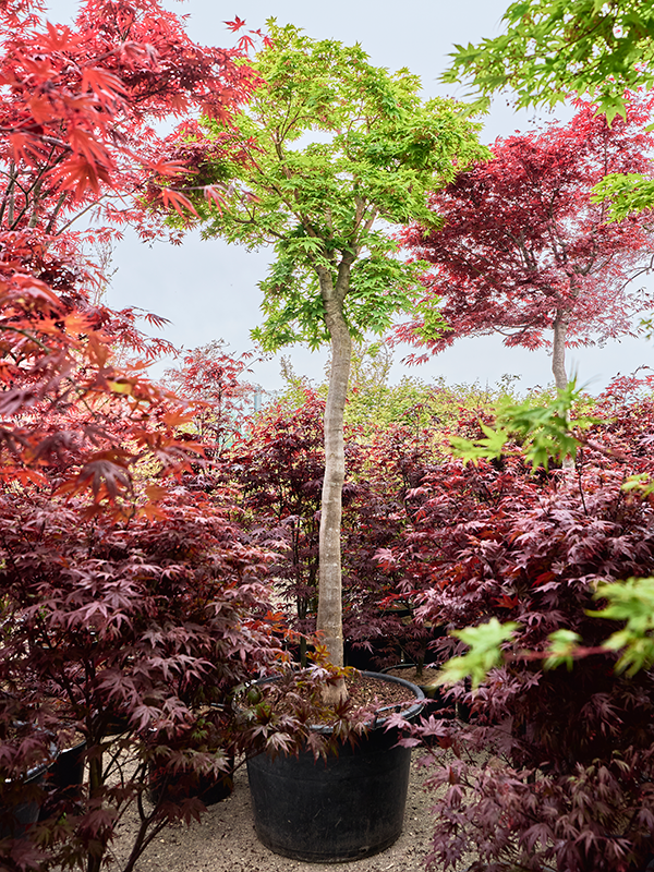 Acer pal. 'Sangokaku' (330-380)