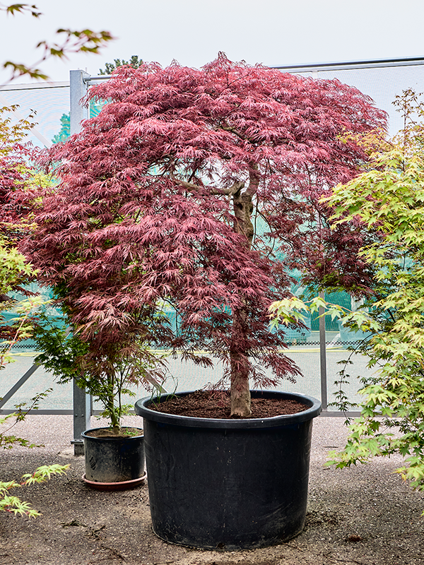 Acer pal. diss. 'Stella Rossa'