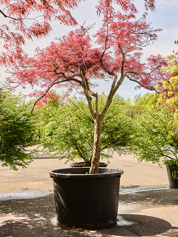 Acer pal. diss. 'Stella Rossa'