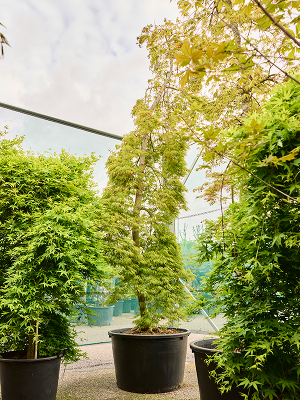 Acer pal. diss. 'Viridis'