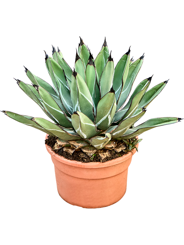 Agave ferdinandi 'Regis'