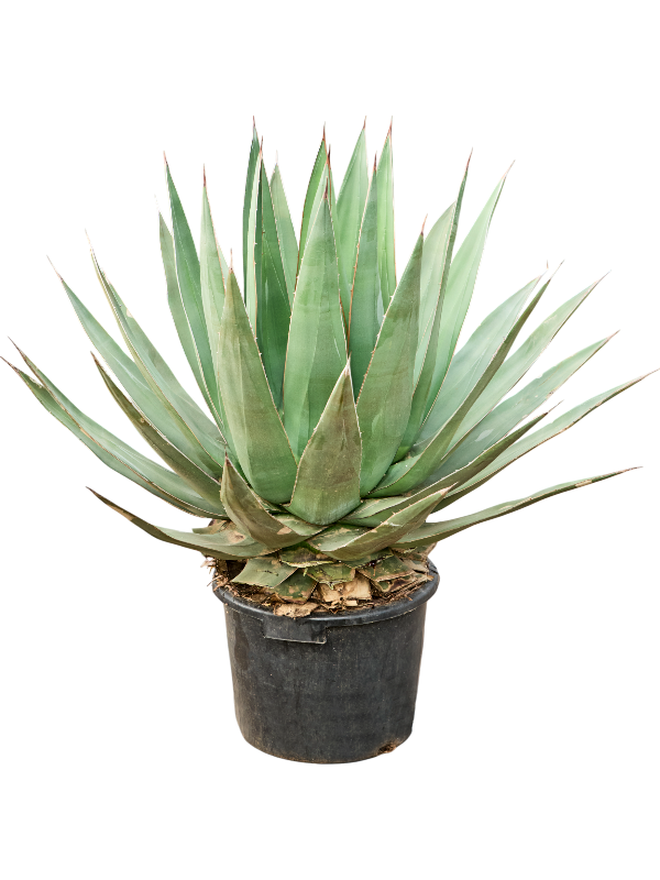 Agave triangularis (100-120)