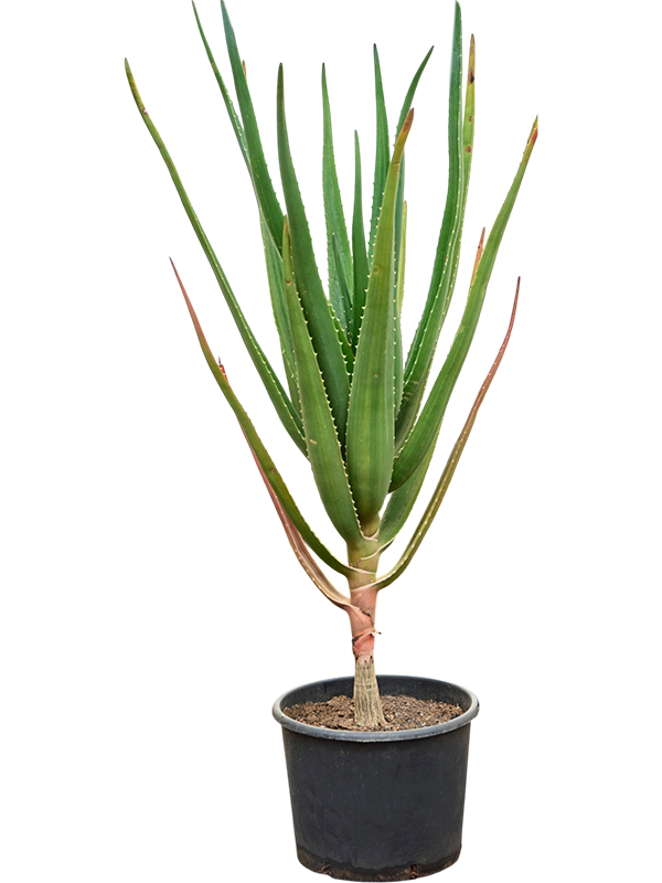 Aloe bainesii (barberae)