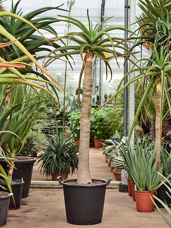 Aloe bainesii (barberae)
