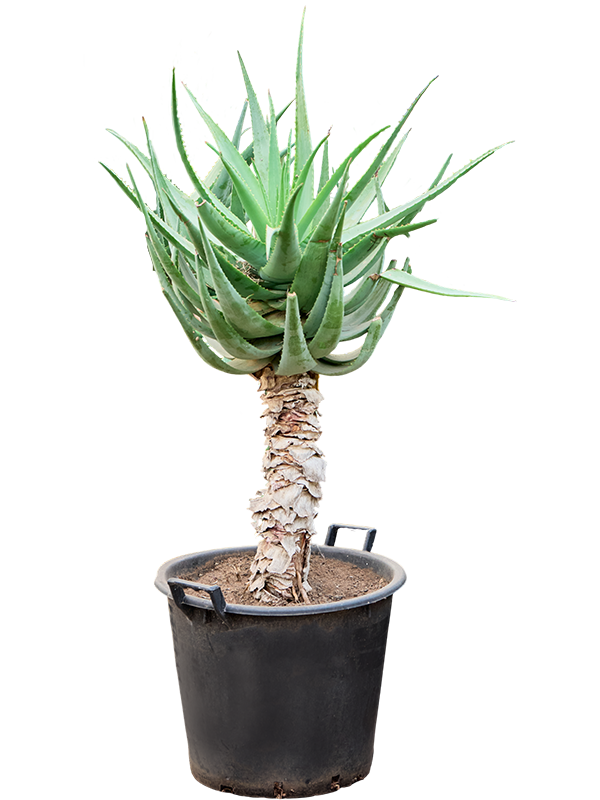 Aloe caesia