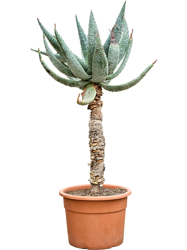 Aloe marlothii (180-200)