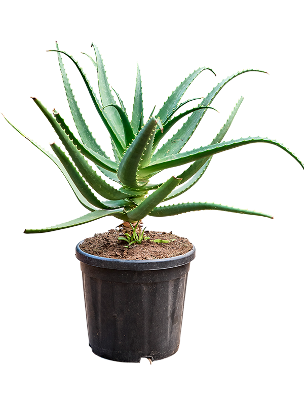 Aloe red safari (70-100)
