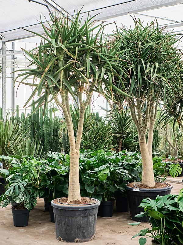 Aloe tongaensis 'Medusa' (320-360)