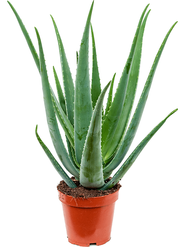 Aloe vera barbadensis
