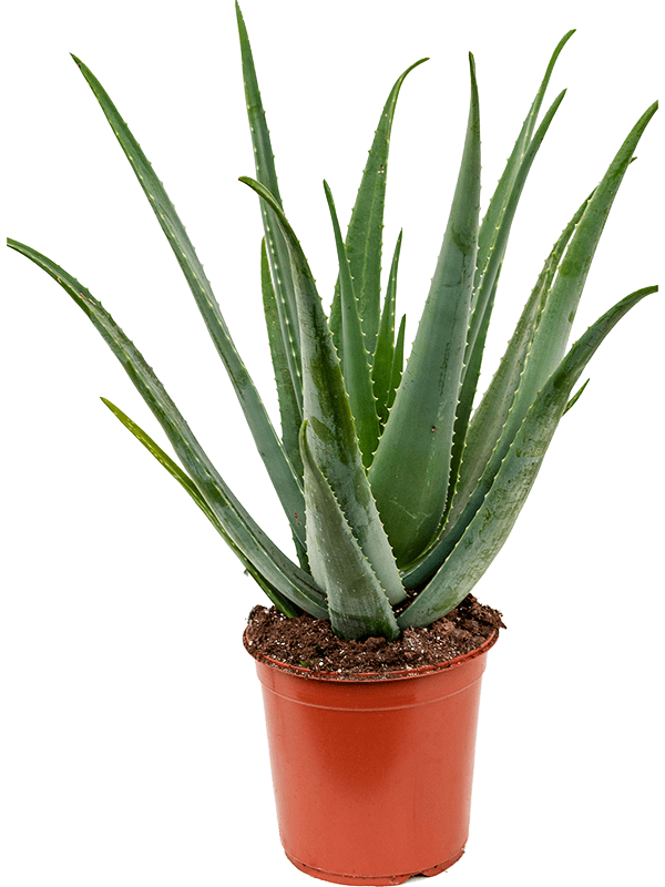 Aloe vera barbadensis