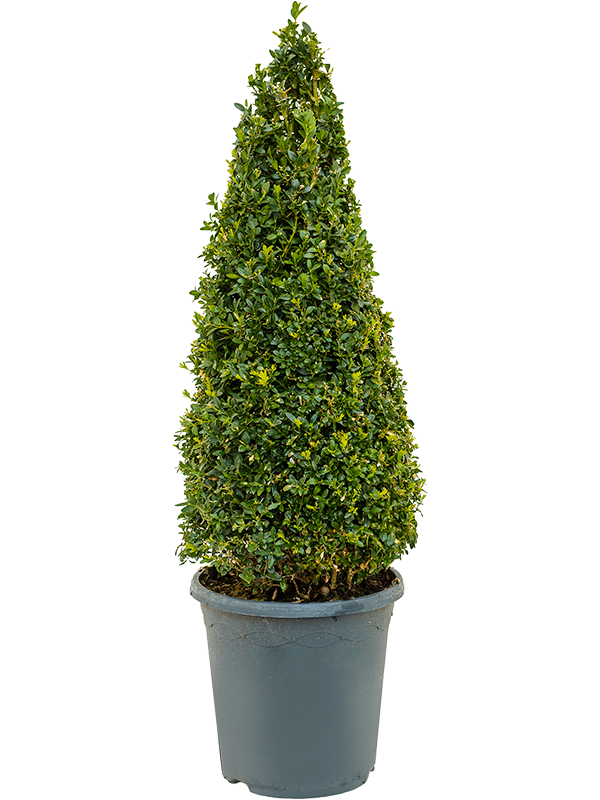 Buxus sempervirens