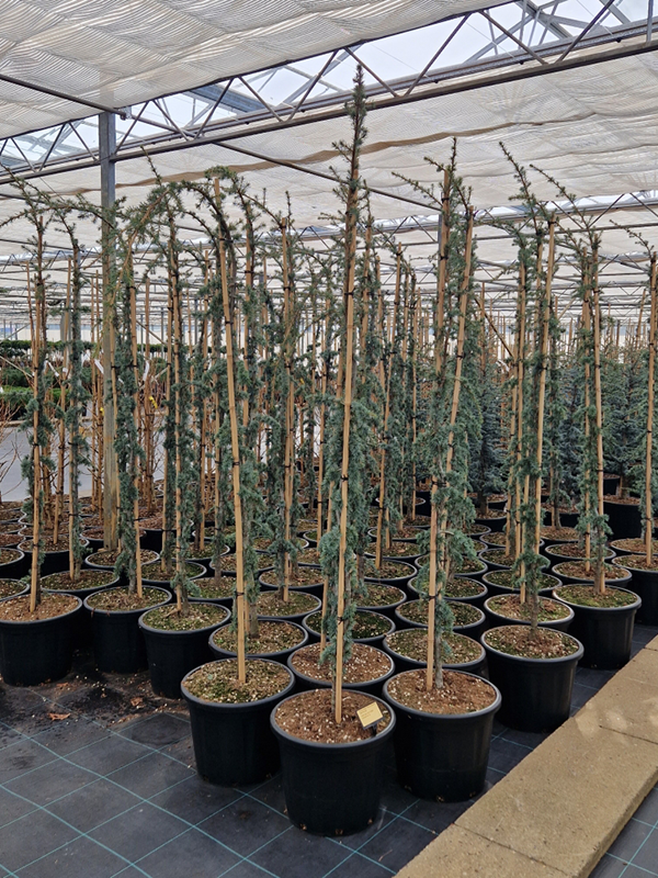 Cedrus libani 'Glauca Pendula'