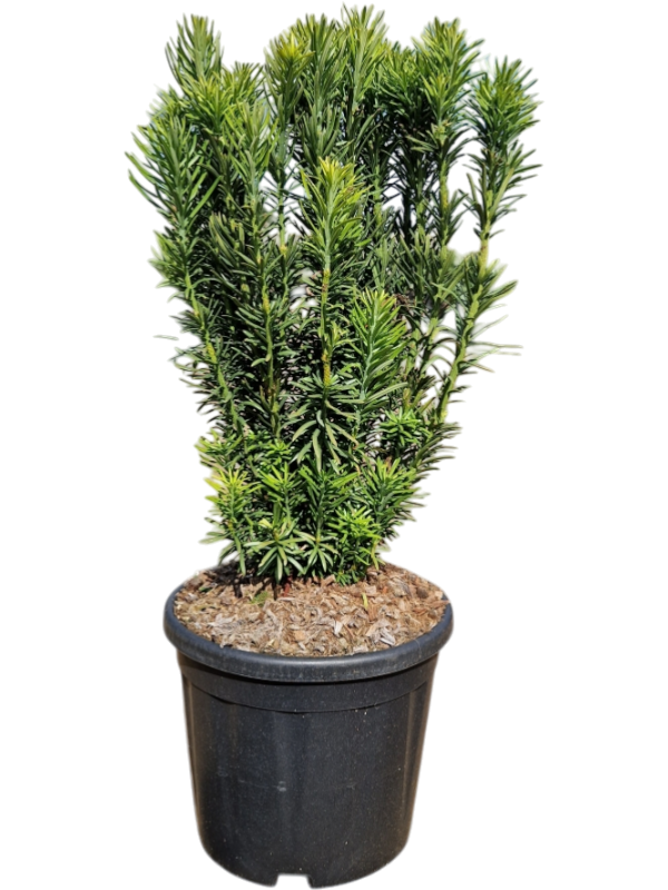 Cephalotaxus harringtonii 'Fastigiata'