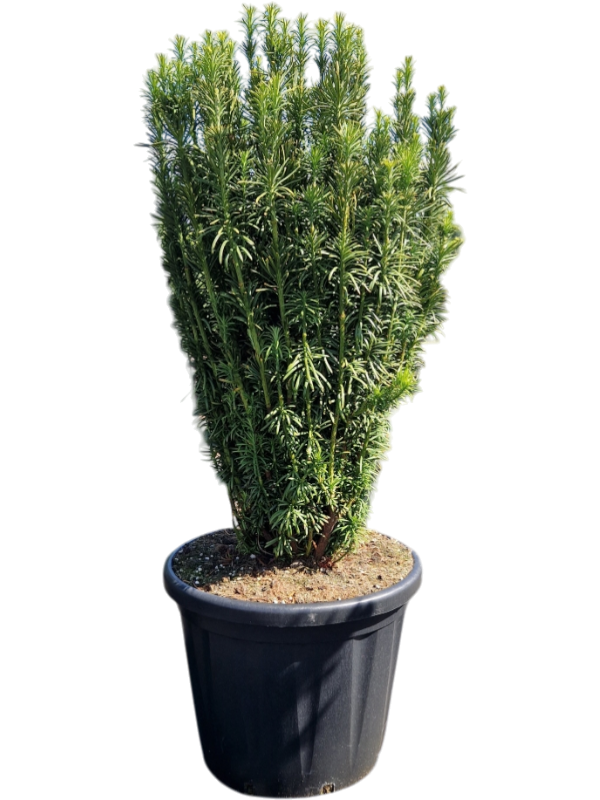 Cephalotaxus harringtonii 'Fastigiata'