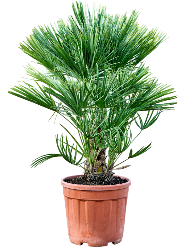 Chamaerops humilis