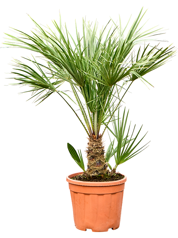 Chamaerops humilis