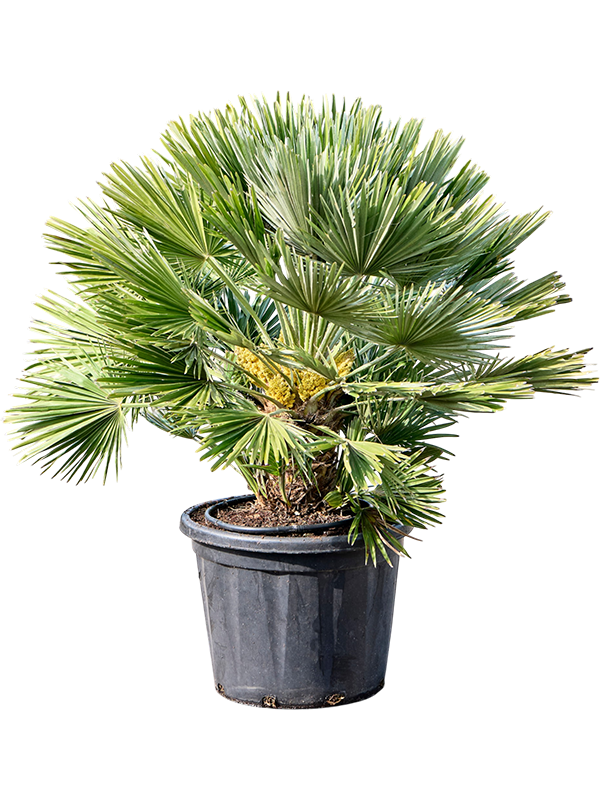 Chamaerops humilis 'Vulcano'