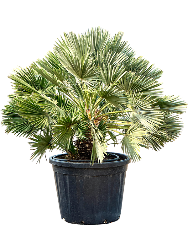 Chamaerops humilis 'Vulcano'
