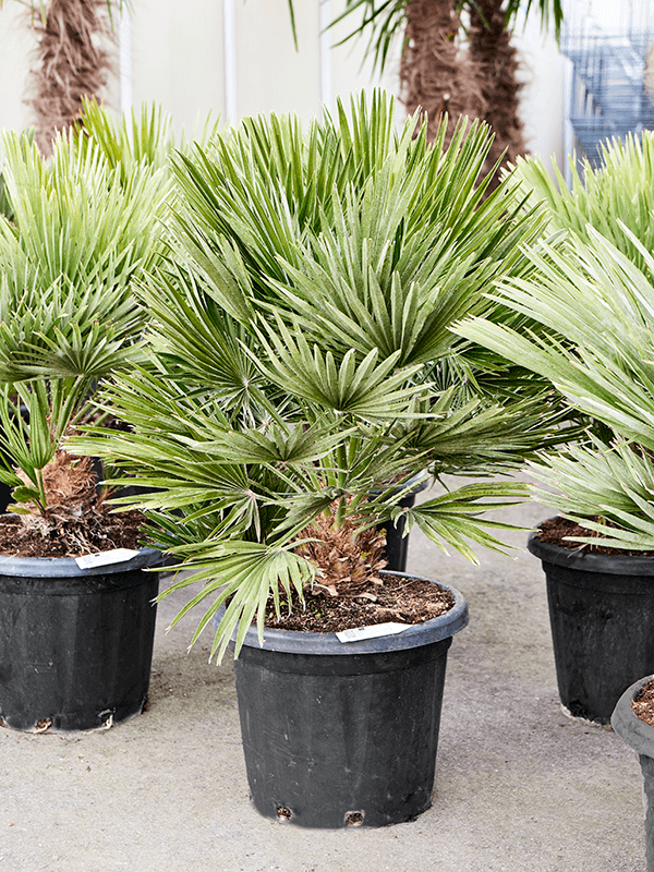 Chamaerops humilis 'Vulcano'