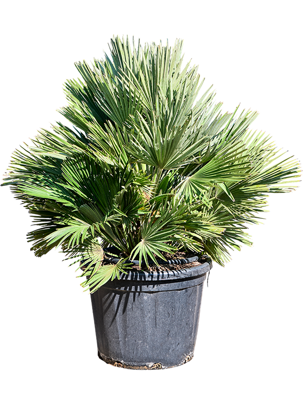 Chamaerops humilis 'Vulcano'