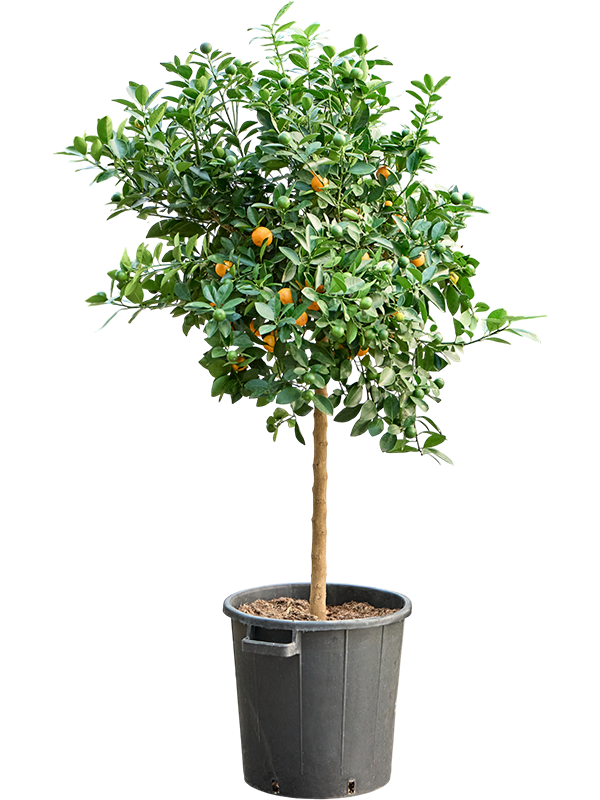 Citrus Calamondin