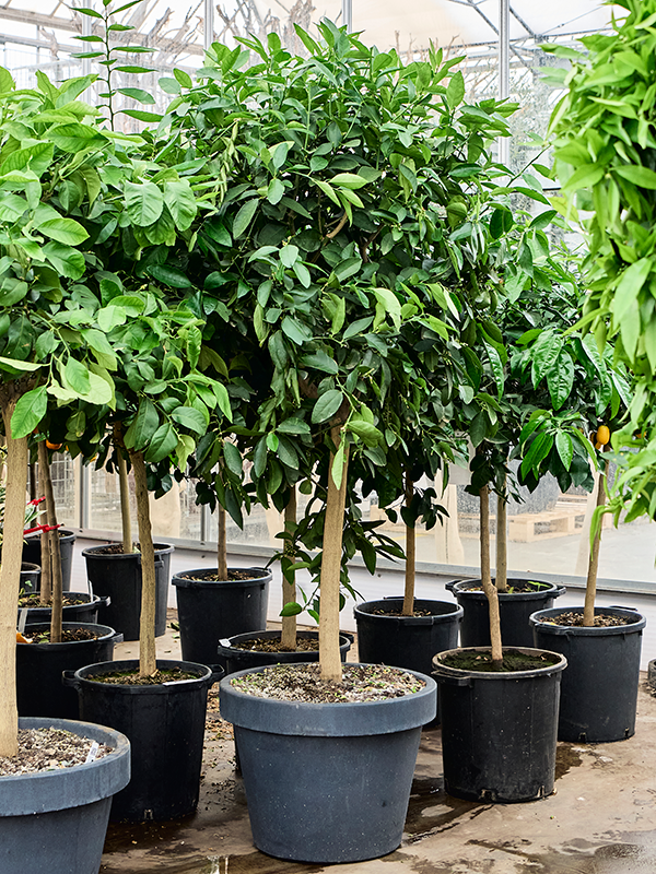 Citrus aurantifolia 'Green lime'