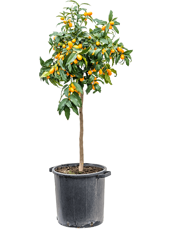 Citrus (Citrofortunella) kumquat