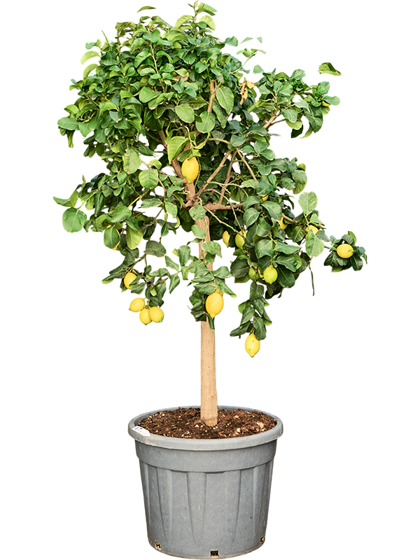 Citrus lemon 'Carrubaro'