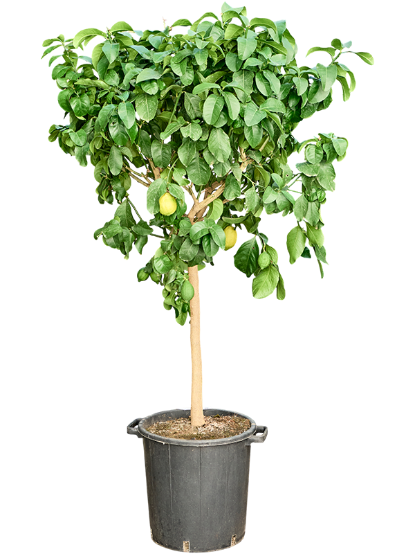 Citrus lemon