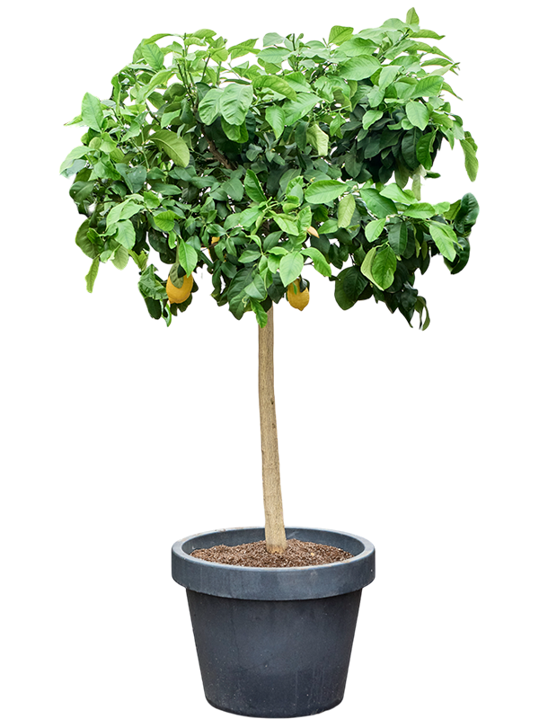 Citrus lemon