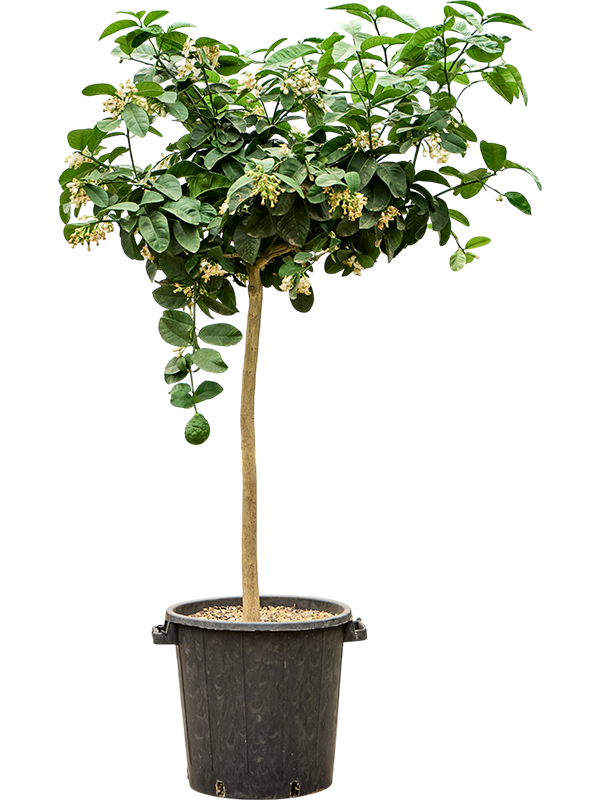 Citrus paradisi 'Lipo'