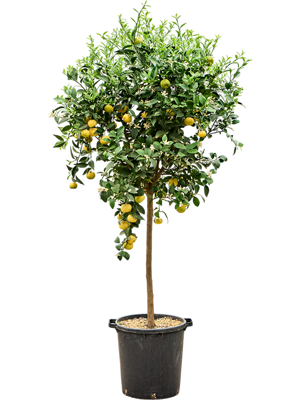 Citrus limetta 'Pursha' (150-170)