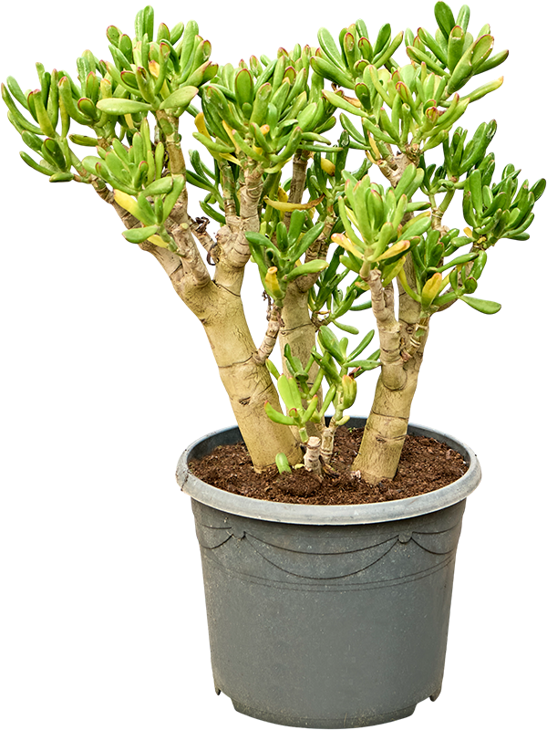 Crassula ovata 'Gollum'