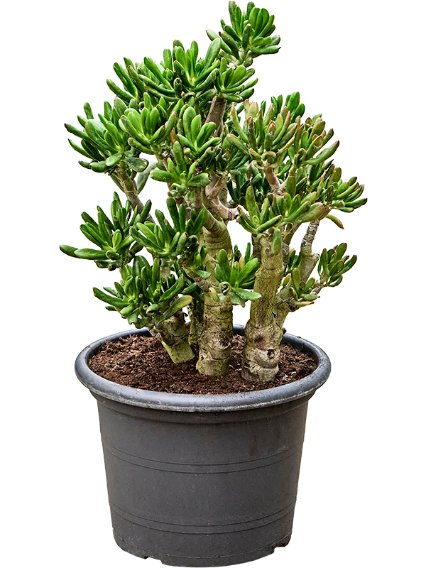 Crassula ovata 'Gollum'