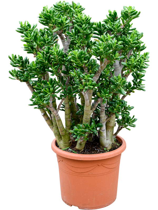 Crassula ovata 'Gollum'