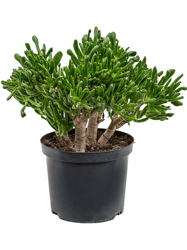 Crassula ovata 'Horntree'
