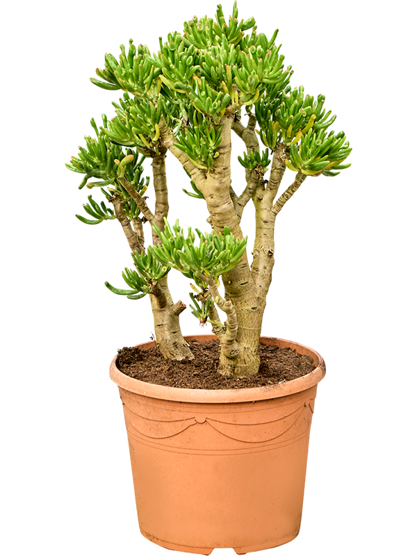 Crassula ovata 'Horntree'
