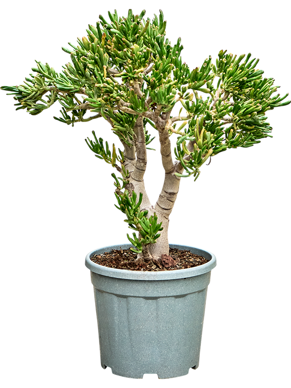 Crassula ovata 'Hobbit' (80-90)
