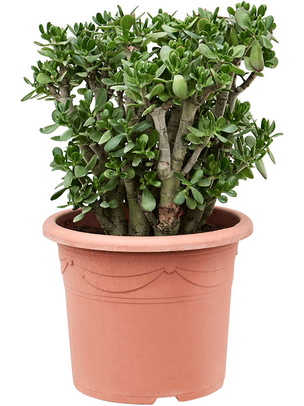 Crassula ovata
