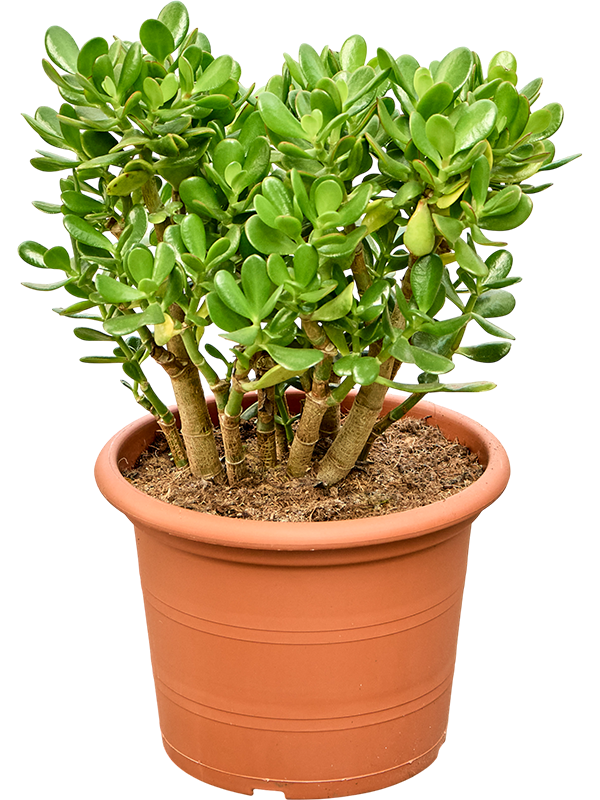 Crassula ovata