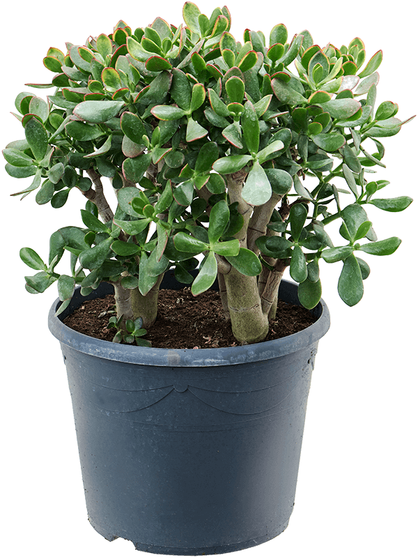 Crassula ovata 'Sunset'