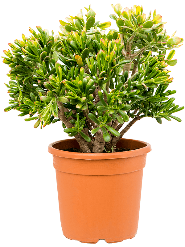 Crassula ovata 'Sunset'