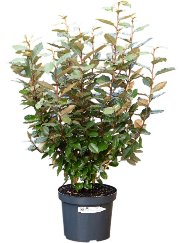 Elaeagnus ebbingei 'Compacta'