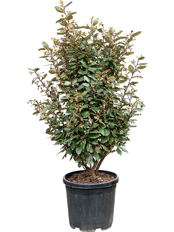 Elaeagnus ebbingei 'Compacta' (100-120)