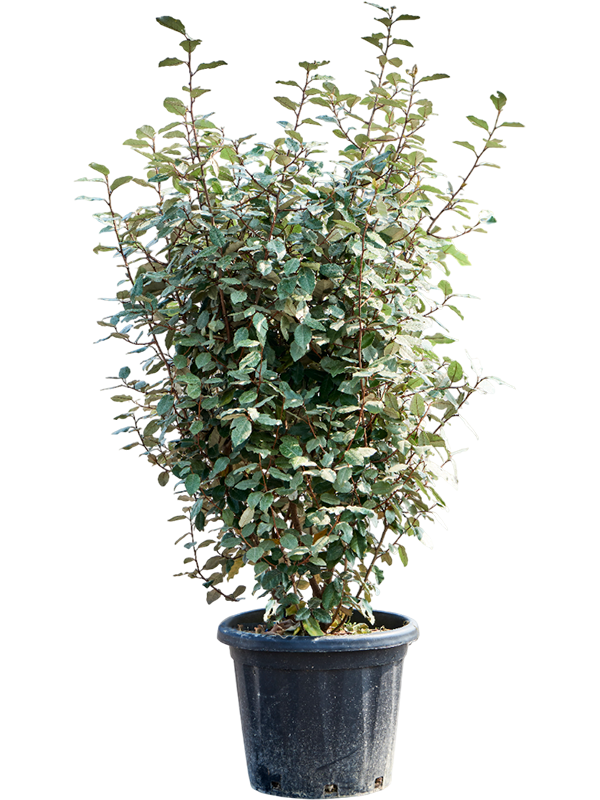 Elaeagnus ebbingei 'Compacta' (140-160)