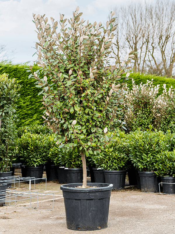 Elaeagnus ebbingei