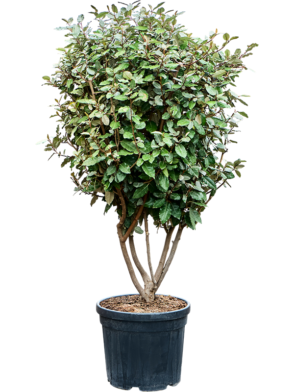 Elaeagnus ebbingei 'Compacta'
