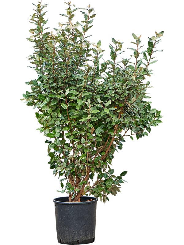 Elaeagnus ebbingei