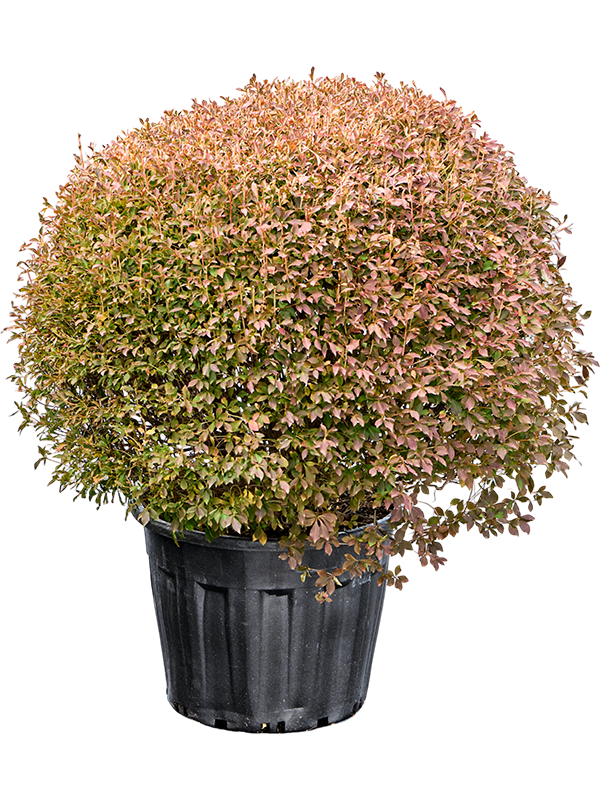 Enkianthus perulatus